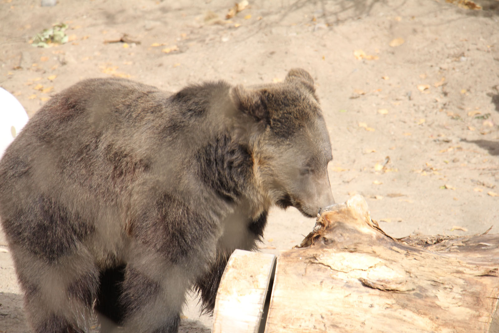 IMG_0180RDC Bear Exhibit.jpg